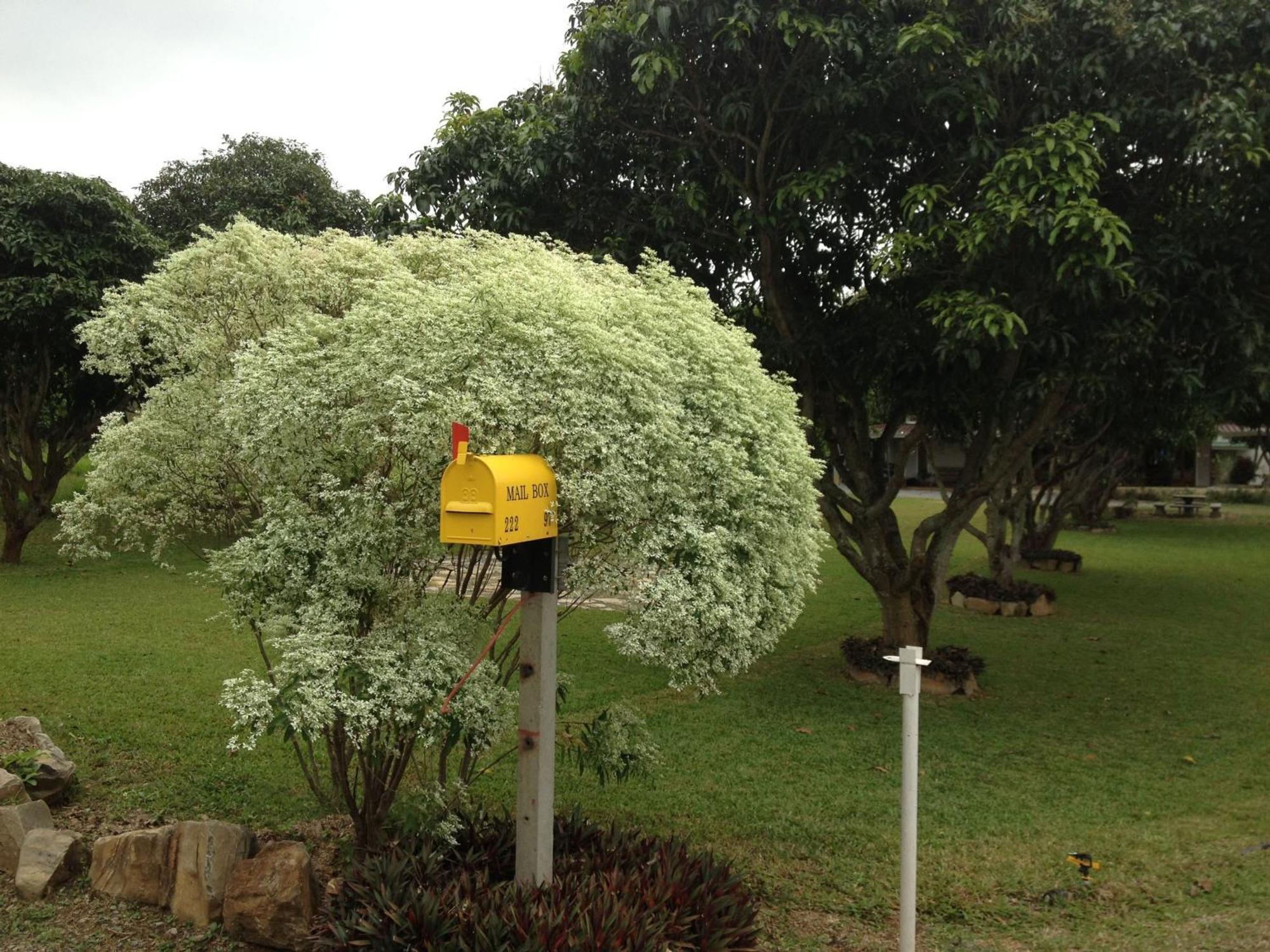 Jardin De Mangue Pakchong Hotel Ngoại thất bức ảnh